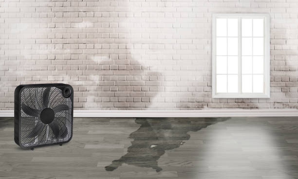 Best Water damage cleanup near me  in Sheffield, OH